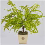 PLANT IMAGE FOREST FERN LARGE 660 X 500MM GREEN