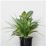 PLANT IMAGE ZEBRA MIX TAMBOUR POT