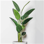 PLANT IMAGE GIANT BIRD OF PARADISE 1800 X 700MM